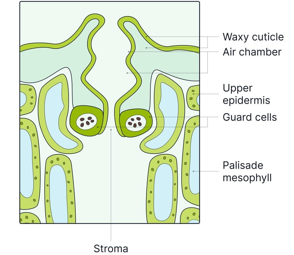 Sunken Stomata and Water Conservation