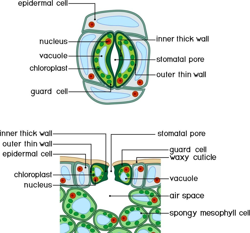 Stomata Diagram