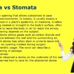 Stoma vs Stomata