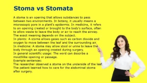 Stoma vs Stomata